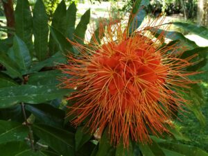 A close up of the flower of an orange plant.