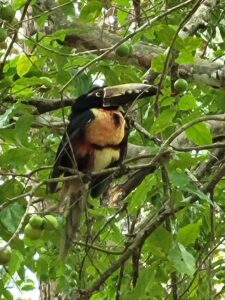 A bird sitting in the branches of a tree.