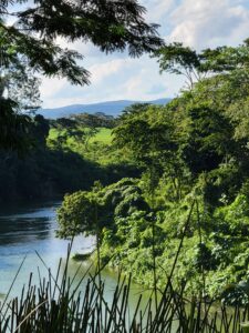 A river surrounded by trees and bushes.